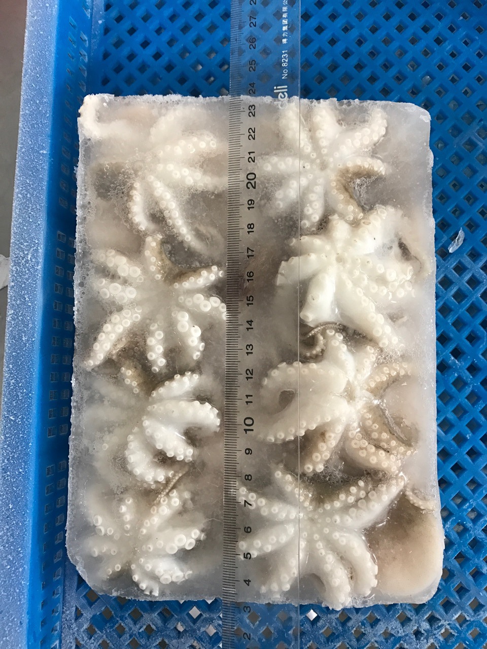舟山冷冻海鲜 八爪鱼八爪章鱼翻花章鱼小章鱼 水产品批发厂家供应