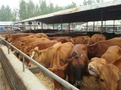 供应古蔺九禾合作社优质肉牛，架子牛