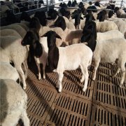 山东杜泊绵羊繁殖养殖场报价杜泊绵羊公羊母羊价格