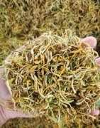 山东金银花 四季花 北花一号 常年收售 药厂全检 可按需供货
