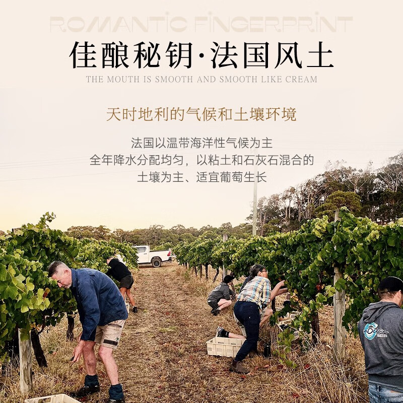菲特瓦 法国进口红酒半甜红葡萄酒