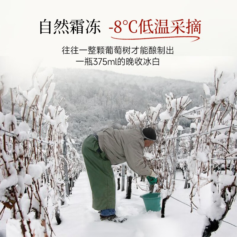 奥瑞安加拿大进口冰酒 晚收冰白葡萄酒礼盒 原酒进口375ml*2