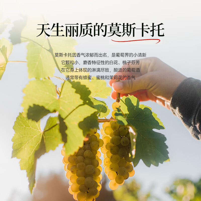 Mulsong【荣获多项大奖】西班牙原瓶进口起泡酒