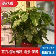 花木维护供应 园艺造景 盆景租赁 办公室绿植租摆