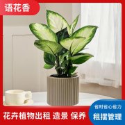 深圳市政单位盆景出租 平安树 会议室绿植租赁 花木维护供应
