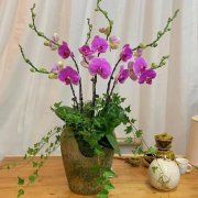 天河办公室植物护理-办公室植物-办公室绿植租赁-选对很重要-景采园林