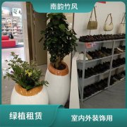南韵竹风 美化环境 植物租赁 绿植景观定制 定期养护