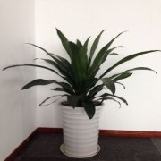 花木摆放租赁 绿植维护 植物养护 卧室客厅 办公楼布置