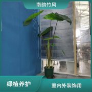 南韵竹风 视觉享受 植物租赁 绿植养护 包设计摆放