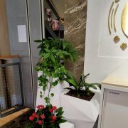 花木出租 固戍绿植租赁供应