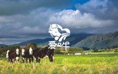 卡通logo设计动物ip形象人物画像logo设计